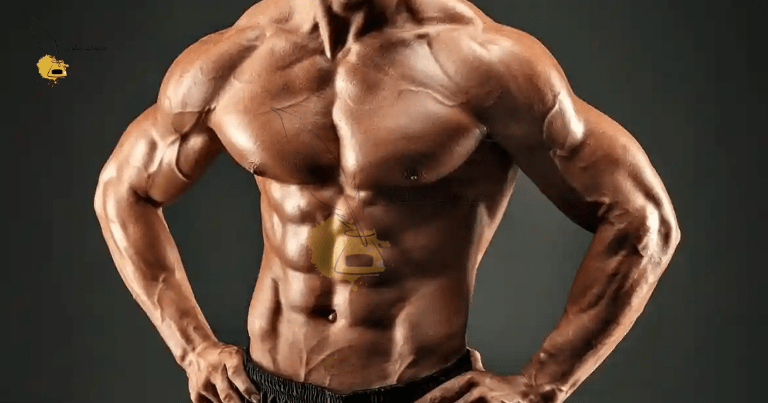 العضلات في كمال الأجسام